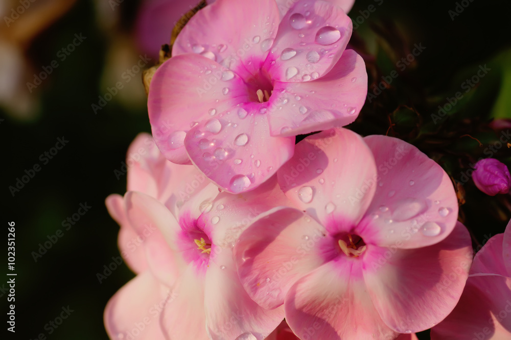 The blossoming pink phloxes growing in a summer garden.