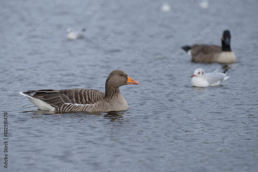 Greylag Goose, goose Greylag Goose, goose