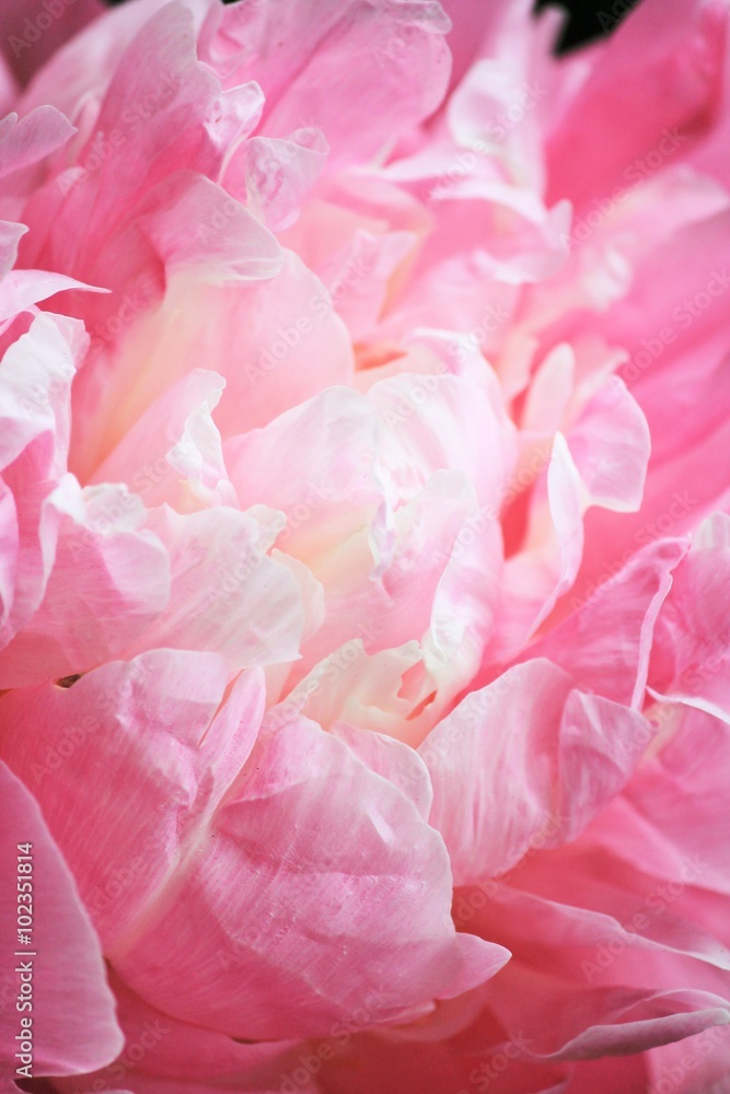 peony peonies flowers pink macro close-up