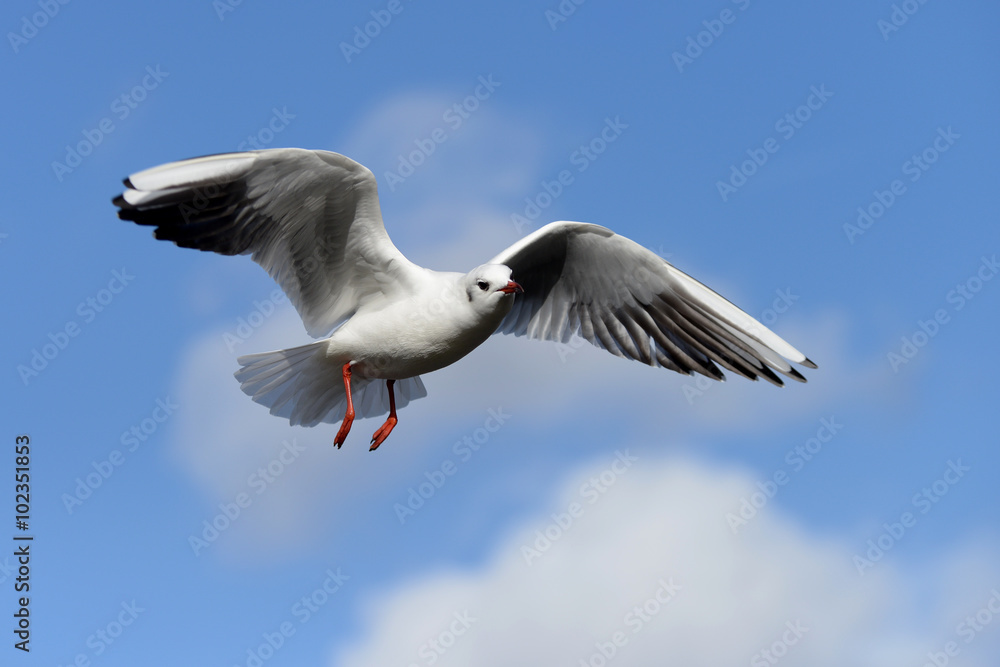 Black-headed Gull, Chroicocephalus ridibundus Black-headed Gull, Chroicocephalus ridibundus