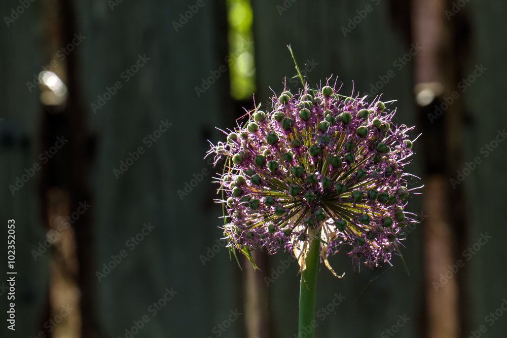 The blossoming decorative onions growing in a summer garden.