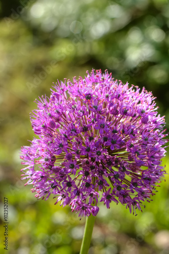 The blossoming decorative onions growing in a summer garden. 