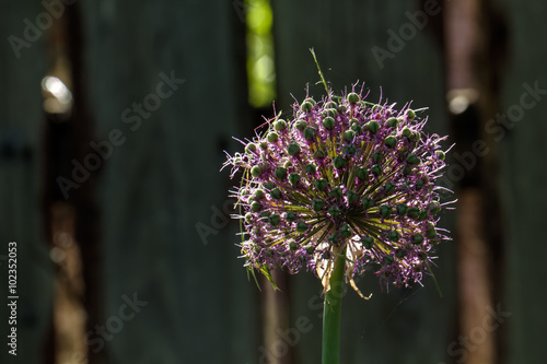 Obraz na płótnie The blossoming decorative onions growing in a summer garden. w salonie