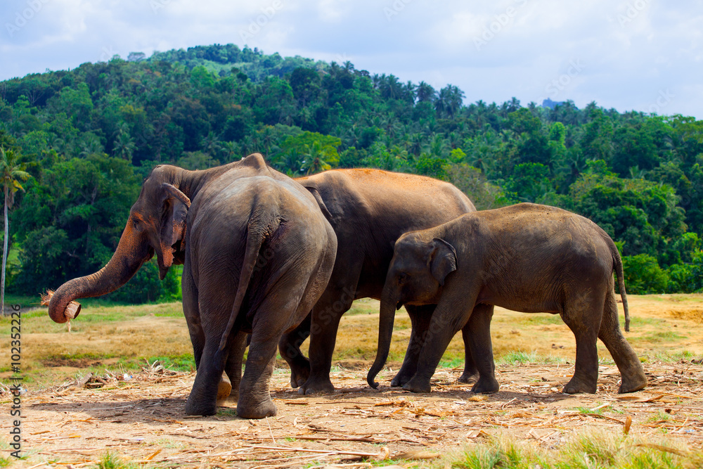 Elephant group near a jungle