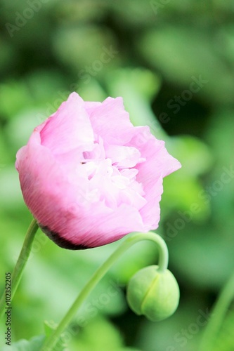 peony peonies flower pink 