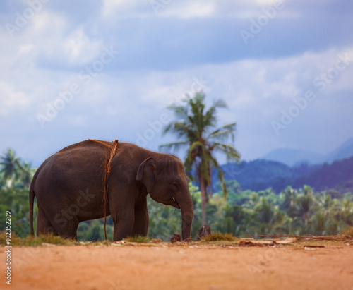 Lonely elephant in a jungle © Masson