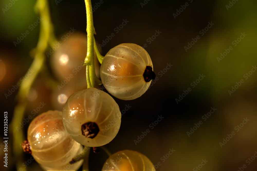 The ripe white currant growing in a summer garden.