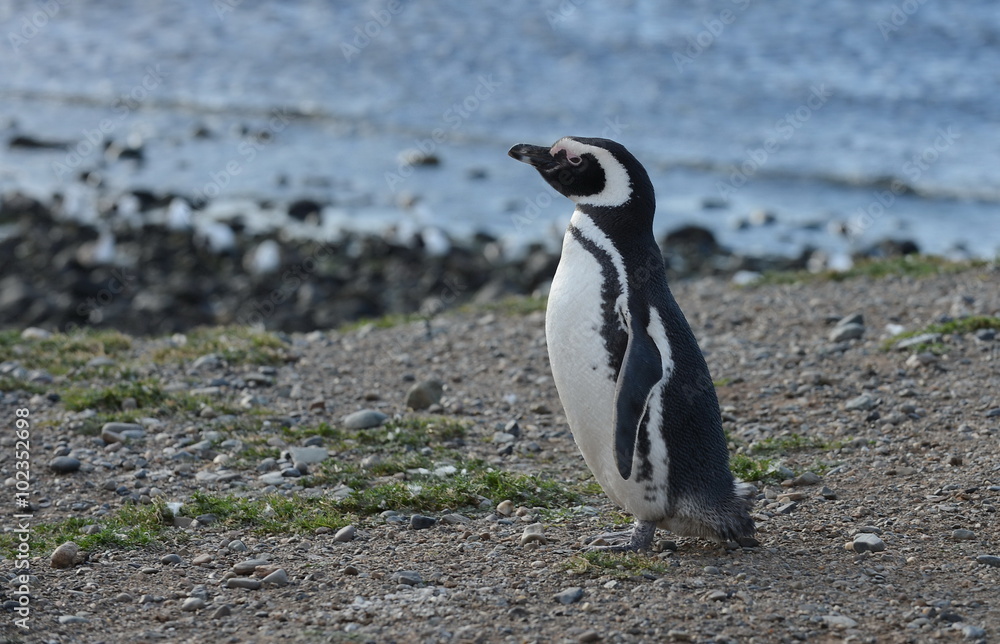 Naklejka premium Magellanic Penguins at the penguin sanctuary on Magdalena Island in the Strait of Magellan near Punta Arenas in southern Chile.