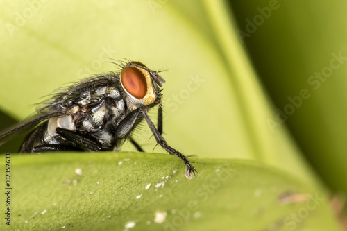 Fly red eyes extreme closeup photo - Fly red eyes macro photo