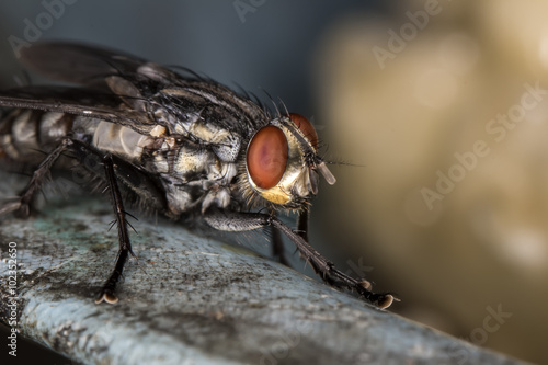 Fly red eyes extreme closeup photo - Fly red eyes macro photo