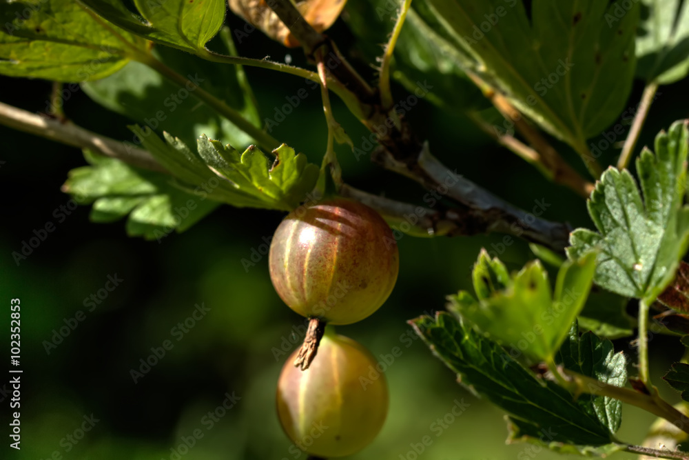 The ripe gooseberry growing in a summer garden.