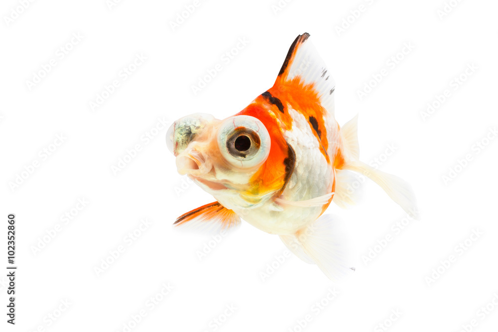 Calico Telescopeeyes Goldfish, goldfish isolated on white background