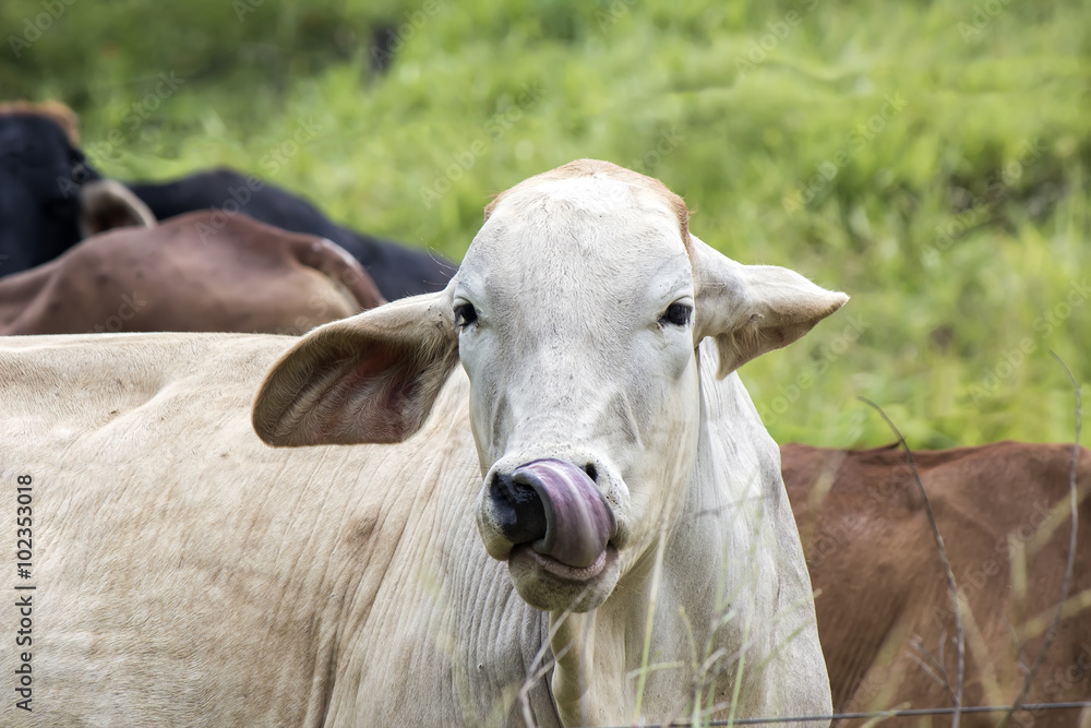 ox licking nose photo ox licking nose photo