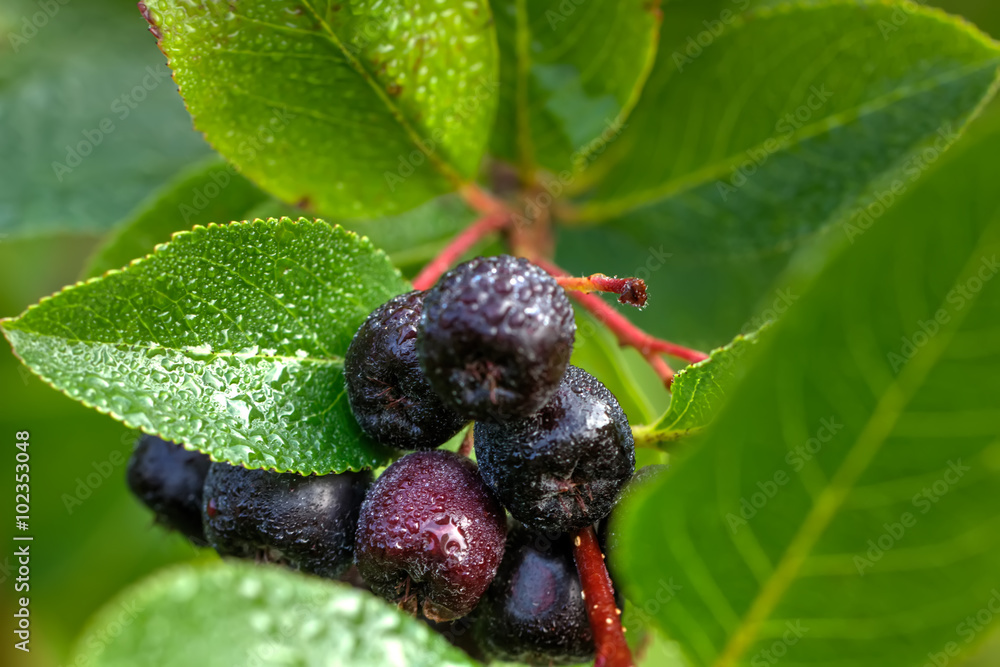 The ripe berries of a chokeberry tree growing in a summer garden.