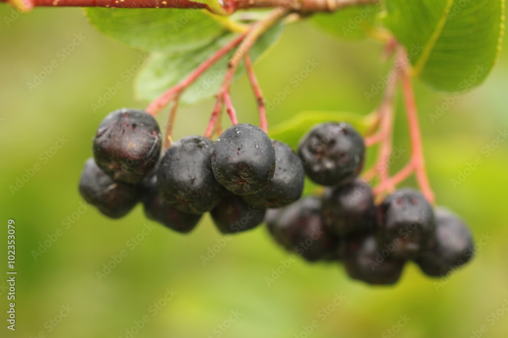 The ripe berries of a chokeberry tree growing in a summer garden.