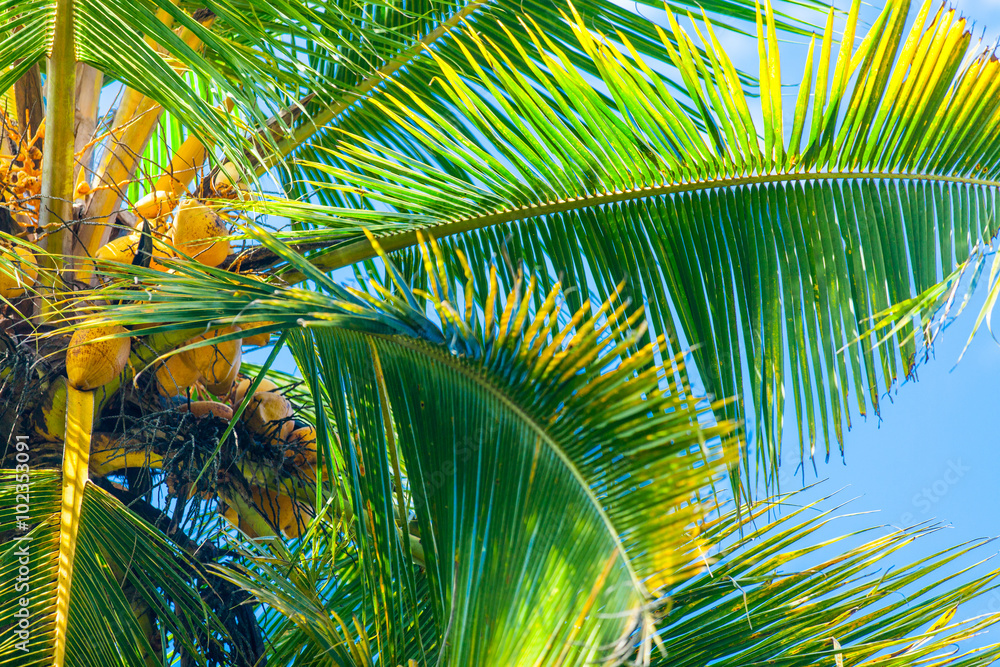 Fototapeta premium Coconut palm