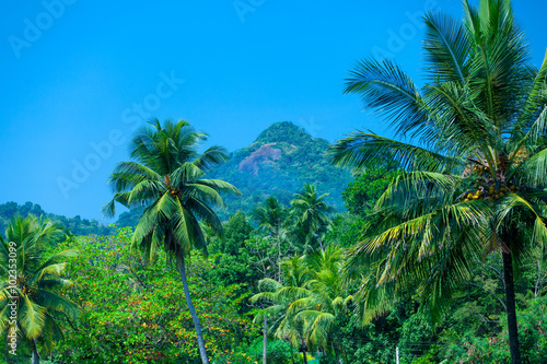 Sri Lanka tropical forest