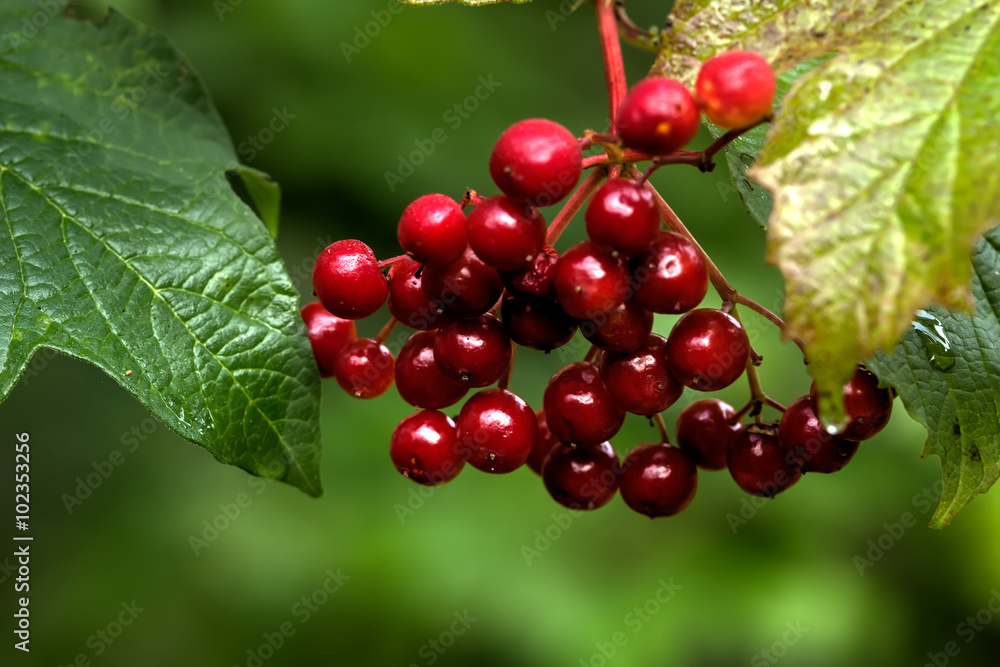 The ripe berries of a guelder-rose growing in the summer wood.