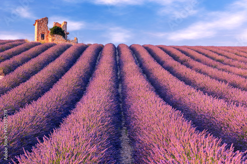 Fototapeta Naklejka Na Ścianę i Meble -  Lavender field summer near Valensole.