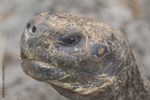 Kopf einer Galápagos-Riesenschildkröte in Nahaufnahme