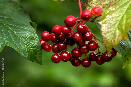 The ripe berries of a guelder-rose growing in the summer wood. 