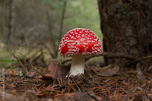 Seta de color rojo Amanita Muscaria en el suelo, al lado de un troco de pino