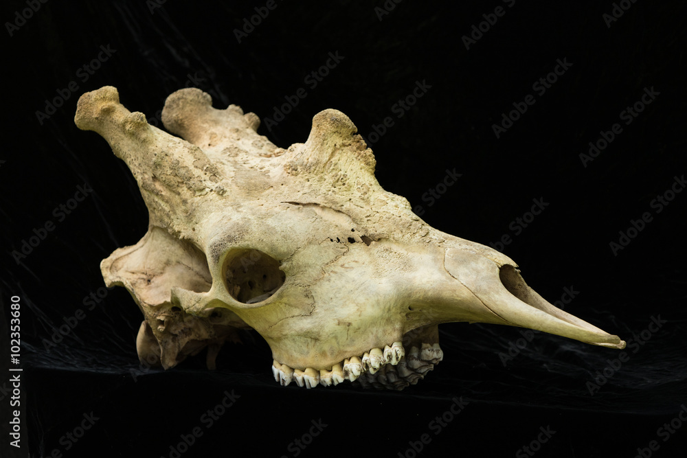 Naklejka premium Giraffe Skull