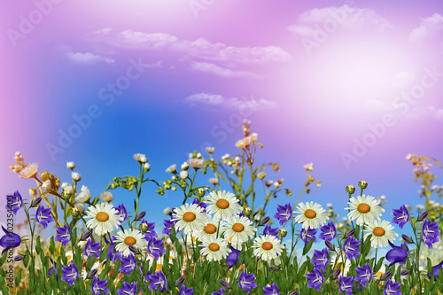 Background of flowers. Chamomile field. wildflowers daisies and bluebells
