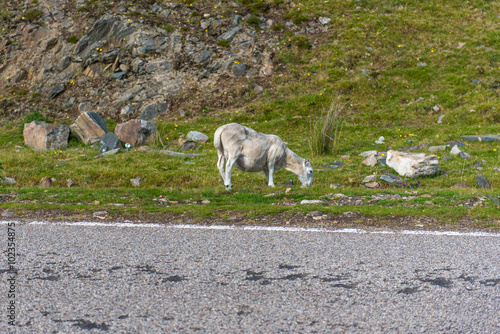 sheep photo