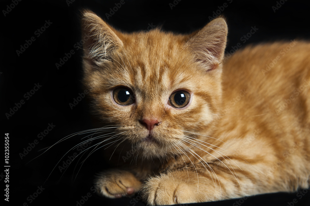 rufous kitten on dark background rufous kitten on dark background
