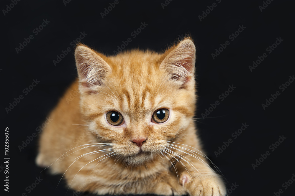 rufous kitten on dark background
