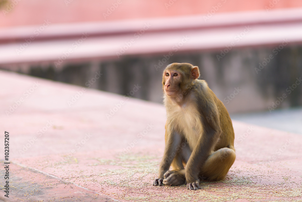 Obraz premium Indian Macaque monkey at the Taj Mahal complex, Agra, India