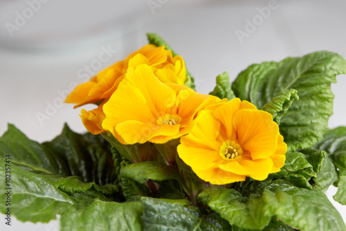 Fototapeta Naklejka Na Ścianę i Meble -  Yellow petunia blossom
