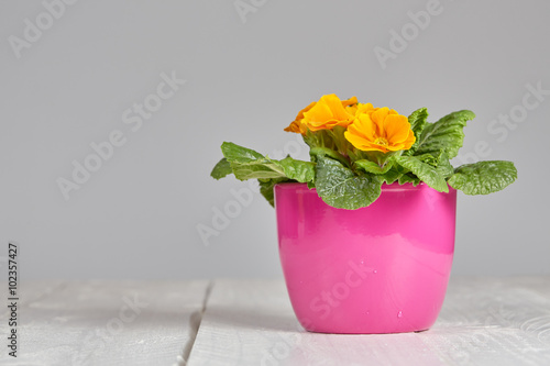 Fototapeta Naklejka Na Ścianę i Meble -  Flower pot on table with copyspace