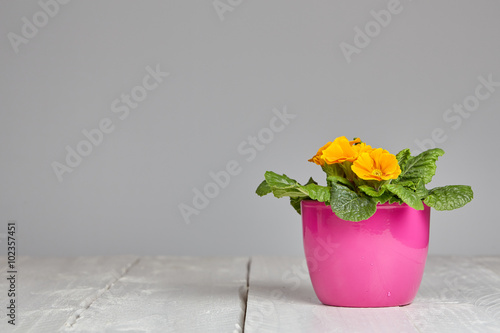 Fototapeta Naklejka Na Ścianę i Meble -  Petunia flower pot on table