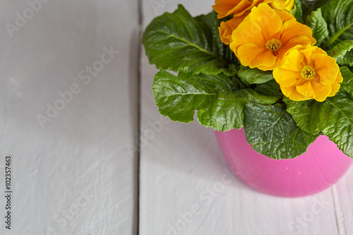Fototapeta Naklejka Na Ścianę i Meble -  Petunia flower pot on table