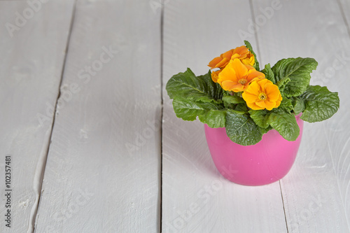 Fototapeta Naklejka Na Ścianę i Meble -  Gardener repot flowers spring petunia