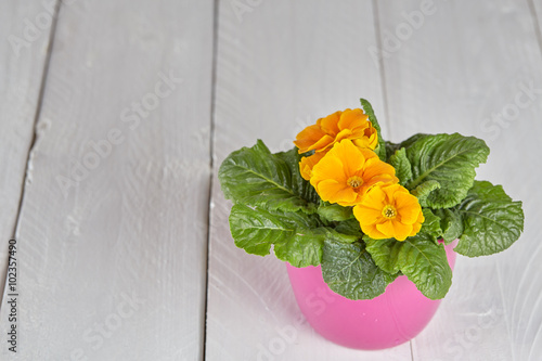 Fototapeta Naklejka Na Ścianę i Meble -  Flower background with copyspace