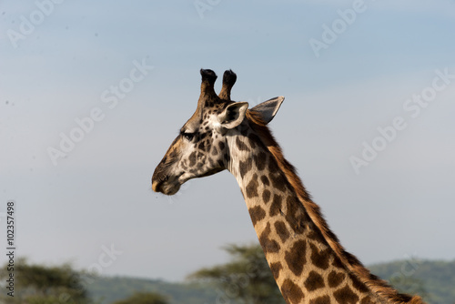 head of masai giraffe
