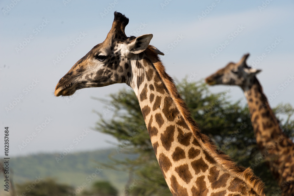 heads of masai giraffes in serengeti national park, tanzania heads of masai giraffes in serengeti national park, tanzania