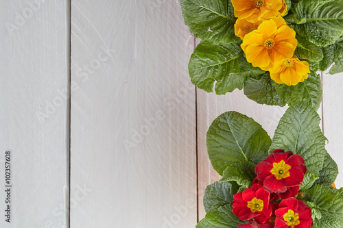 Fototapeta Naklejka Na Ścianę i Meble -  Red and yellow coloful petunia flowers