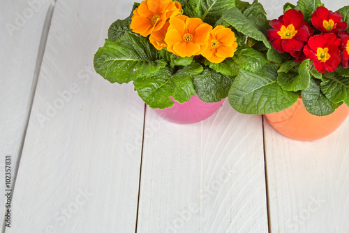 Fototapeta Naklejka Na Ścianę i Meble -  It´s spring, time for gardening