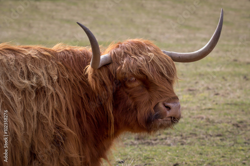 highland cattle close up head portrait with horns and detailed hair looking slightly to back
