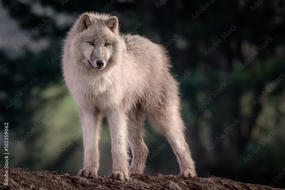 Fototapeta premium Full length image of an arctic wolf standing and looking forward