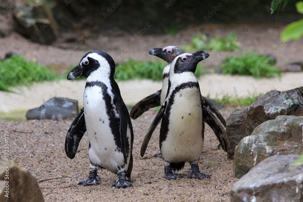 Naklejka premium Penguins