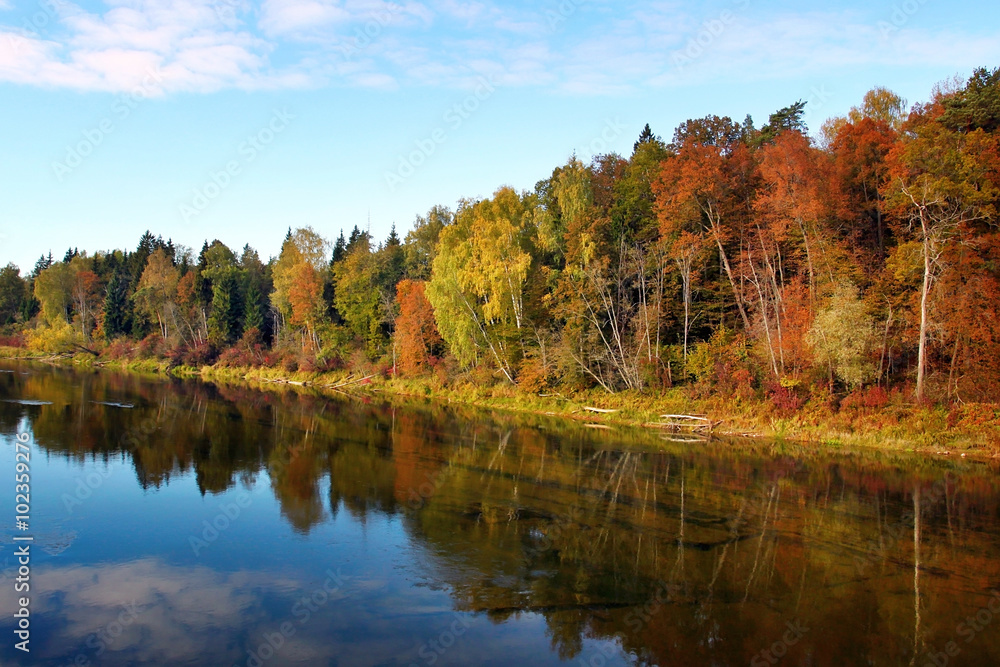 Autumn forest near water