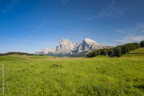 Alpe Di Siusi  Seiser Alm   Dolomites   Italy