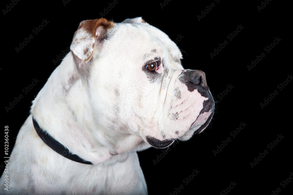Closeup Bulldog Boxer Crossbreed Over Black