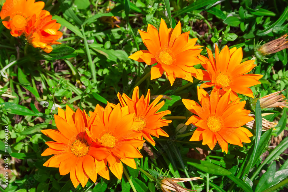 Flowers in alpine meadow. Flowers in alpine meadow.