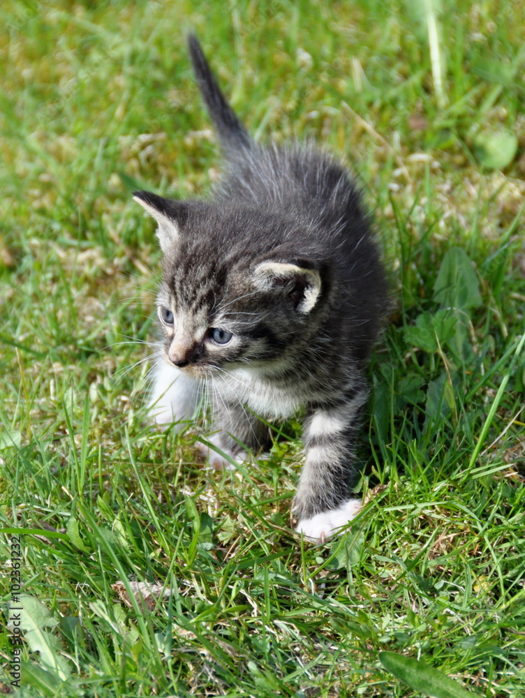 Small kitten walking on a lawn